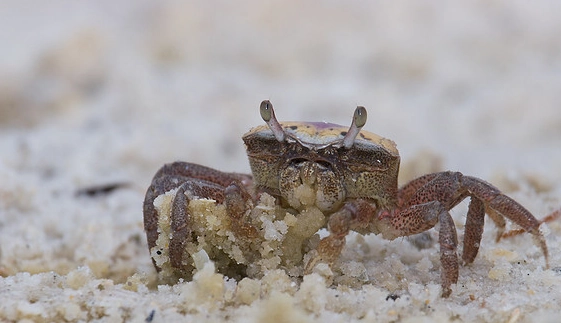 sand fiddler crab habitat sand fiddler crab habitat