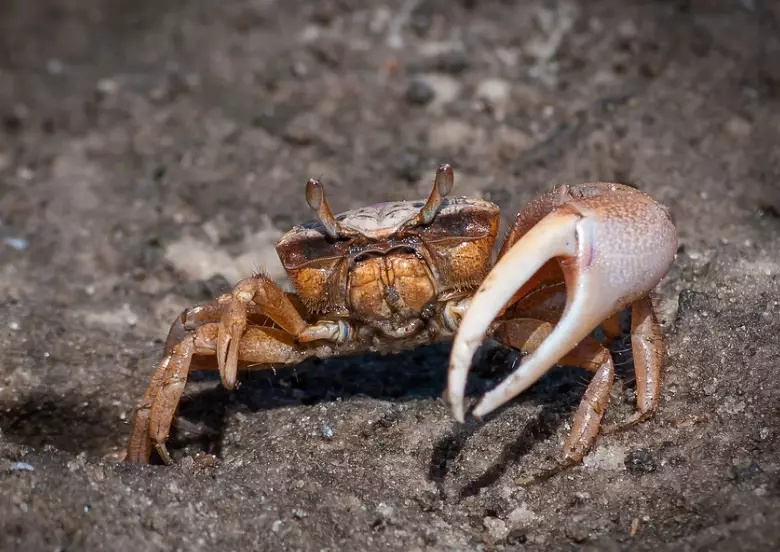 how to find fiddler crabs how to find fiddler crabs