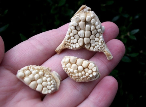 Drum Fish Teeth: Your Complete Guide to Identification, Function & Safety