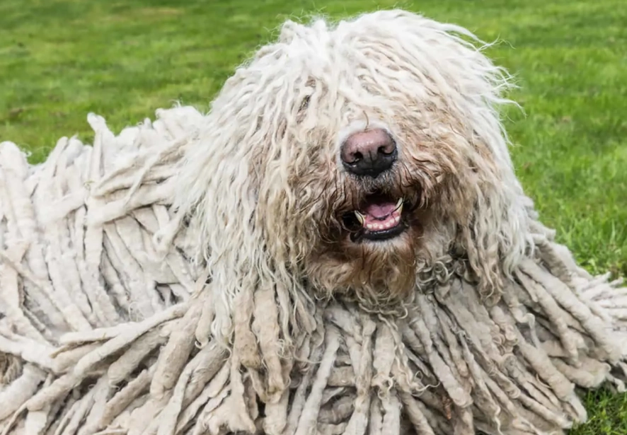 dog breeds that look like mops