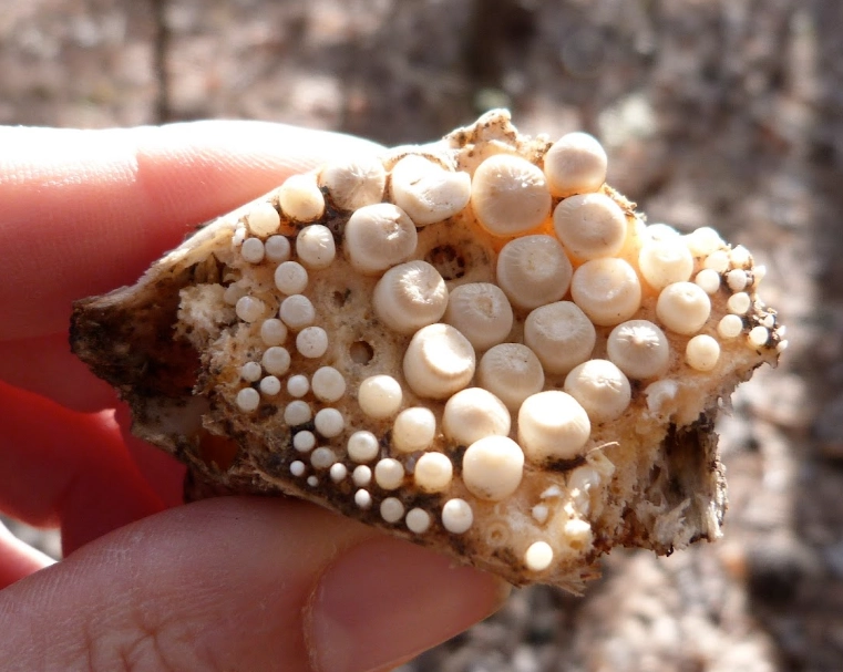 how to identify drum fish