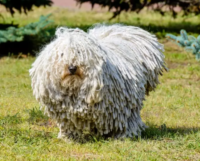 Komondor dog breed