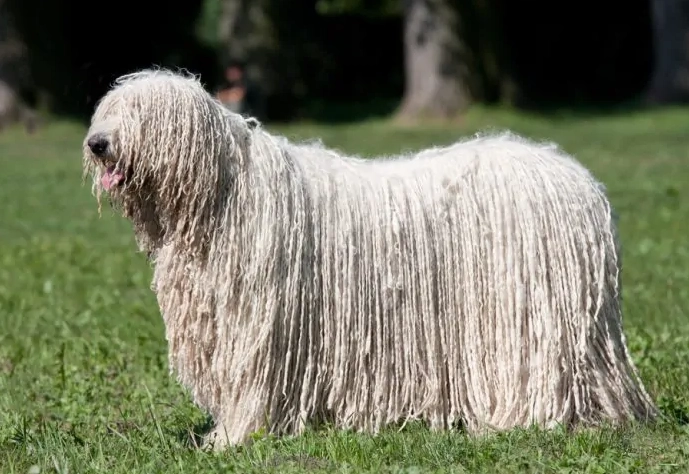 low-shedding dogs