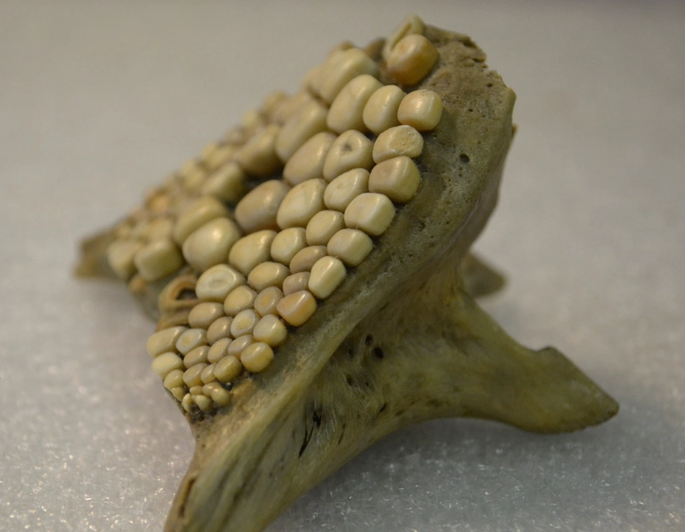 freshwater drum teeth