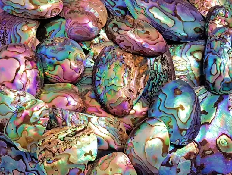 how to clean paua shell