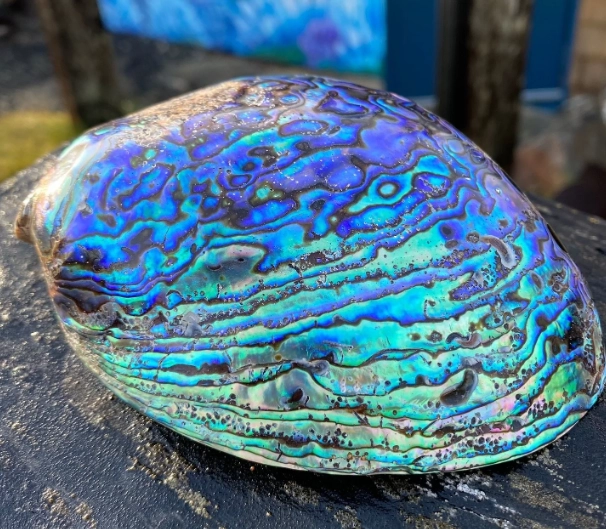 paua shell jewelry