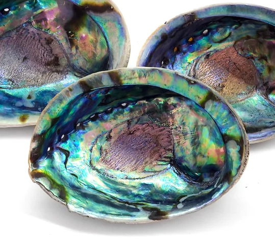 paua shell value