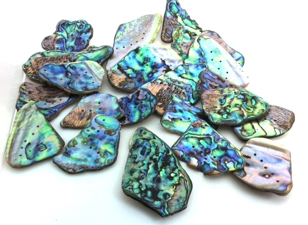 paua shell value