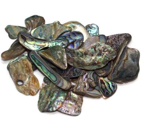 how to clean paua shell