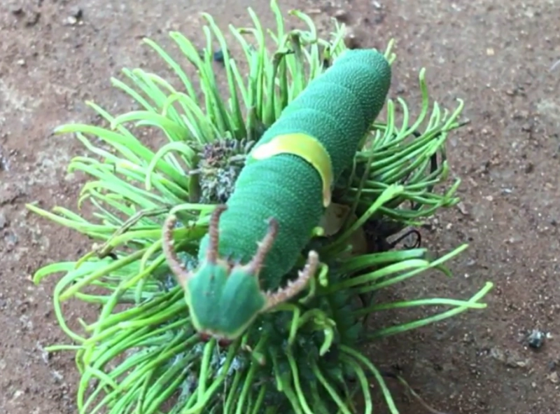 dragon worm in dogs