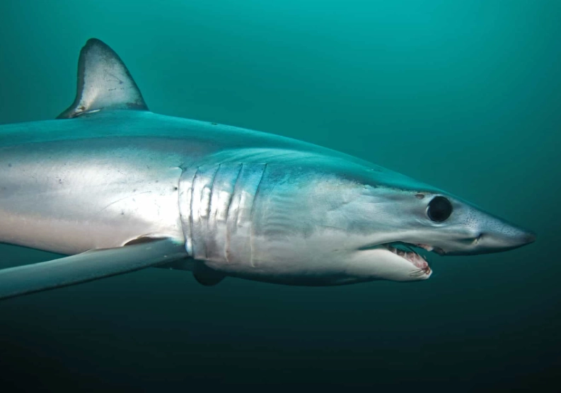 crocodile size comparison