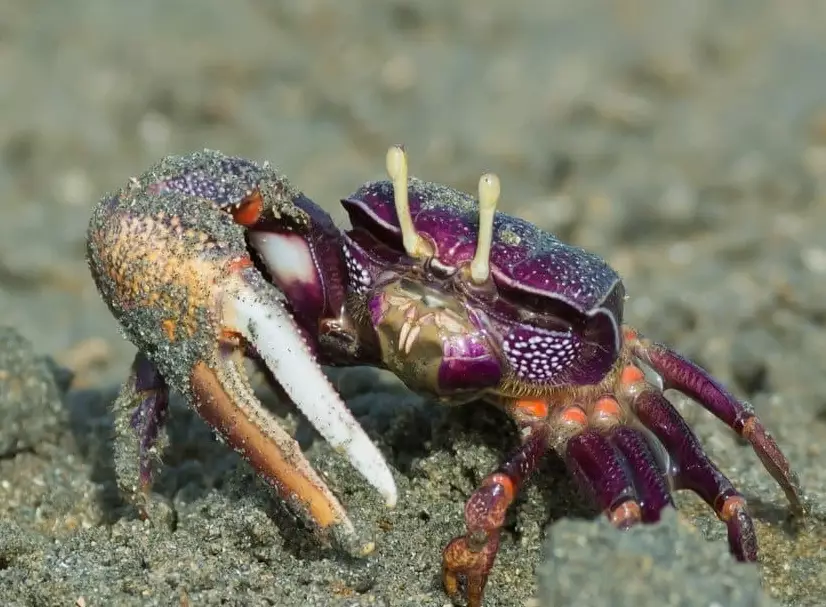 fiddler crab size