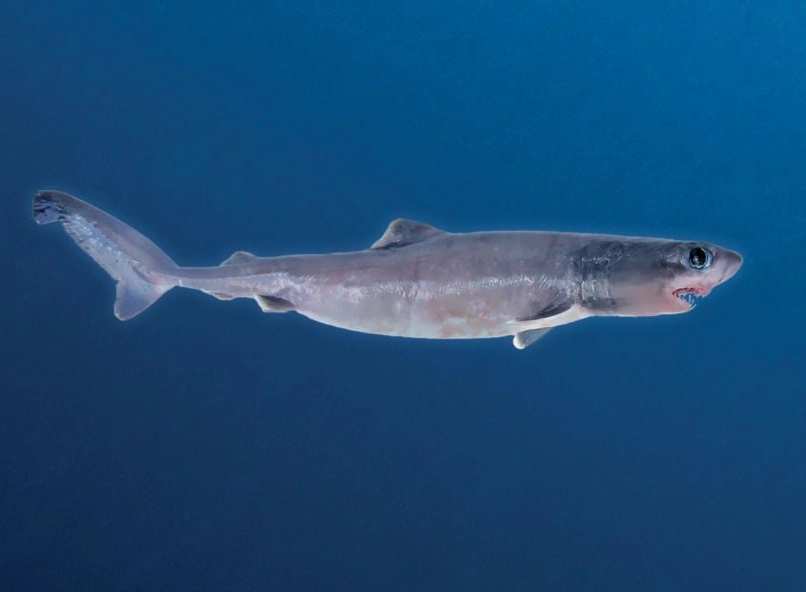 saltwater crocodile length