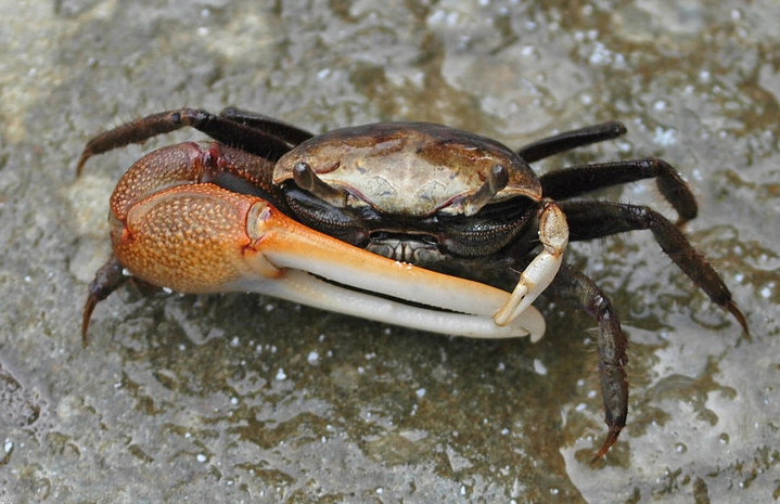 fiddler crab species