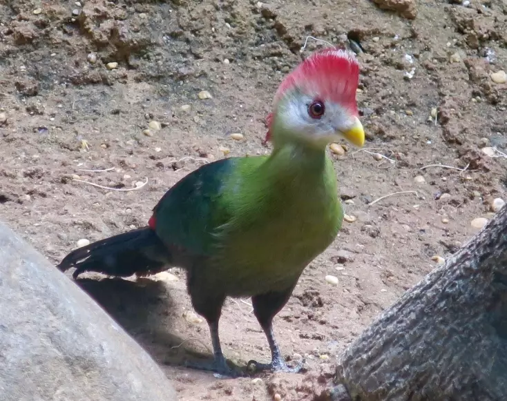 are red-crested turacos endangered