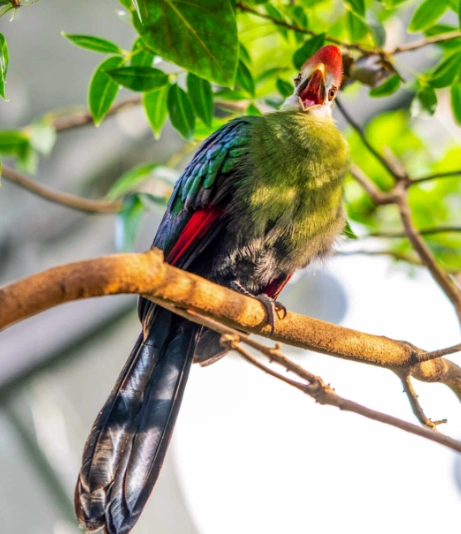 Are red-crested turaco endangered?