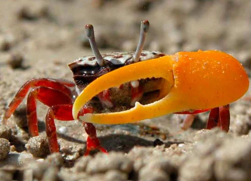 fiddler crab scientific name
