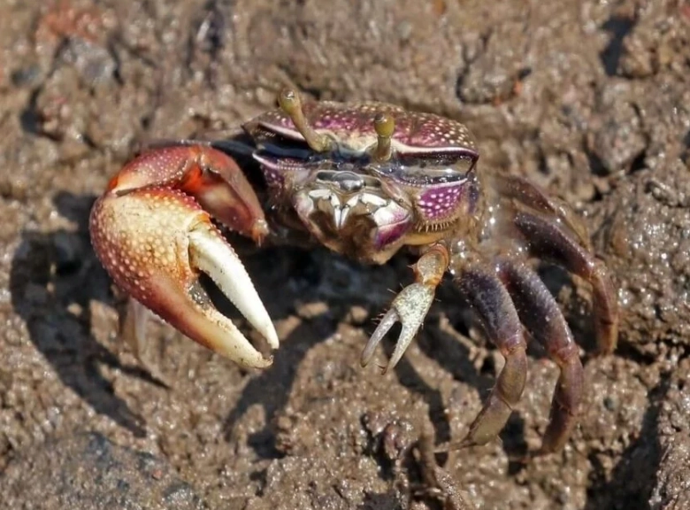 fiddler crab species