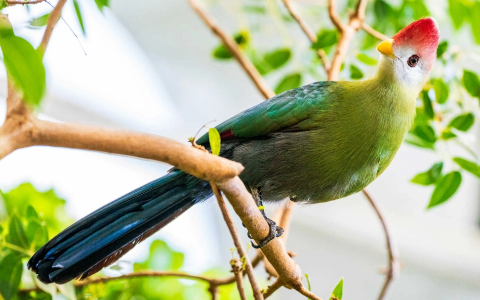 red-crested turaco endangered