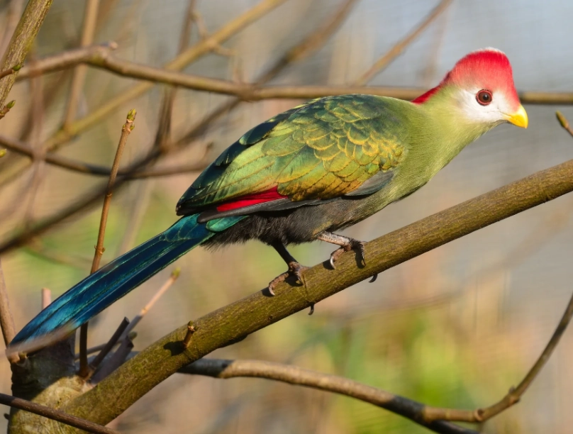 Tauraco erythrolophus conservation