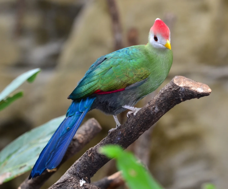 are red-crested turacos endangered