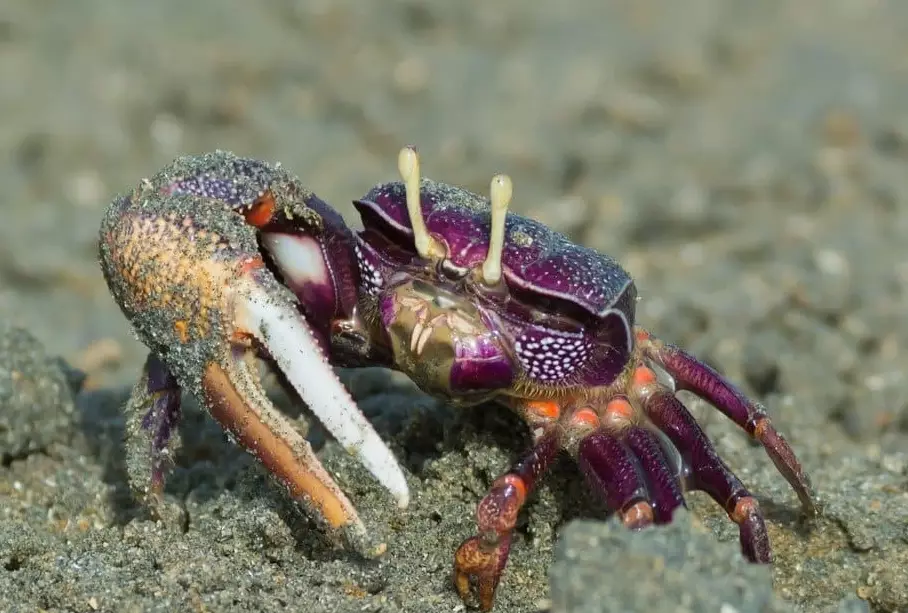 Uca crab