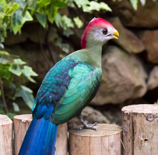 Tauraco erythrolophus conservation