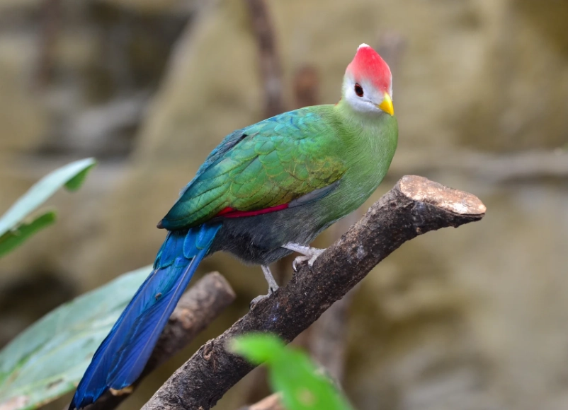 red crested turaco weight red crested turaco weight