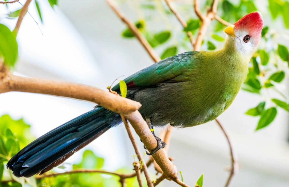how big is a red crested turaco how big is a red crested turaco