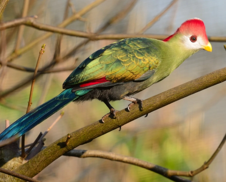 red crested turaco size red crested turaco size