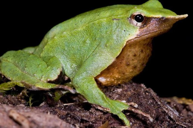 Darwin's frog parental care