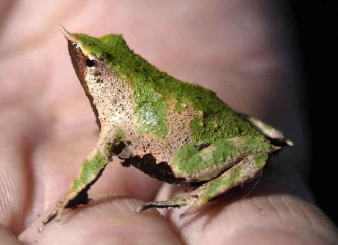 Darwin's frog vocal sac