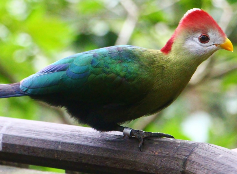 red crested turaco weight red crested turaco weight
