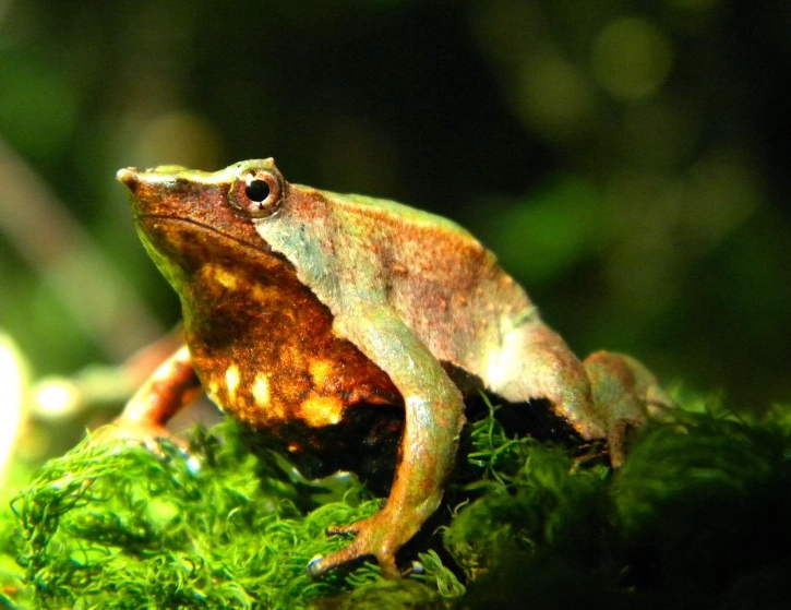 Darwin's frog parental care
