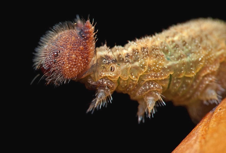 fluffy caterpillar