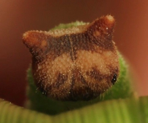 are kitty caterpillars poisonous