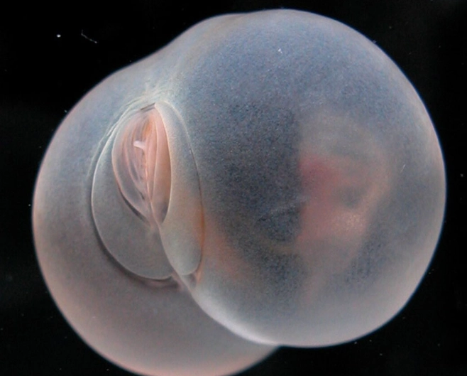 Pigbut Worm: A Gardener's Guide to Control and Prevention