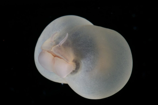 organic pest control