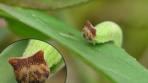 are kitty caterpillars poisonous