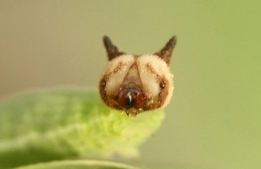 are kitty caterpillars poisonous