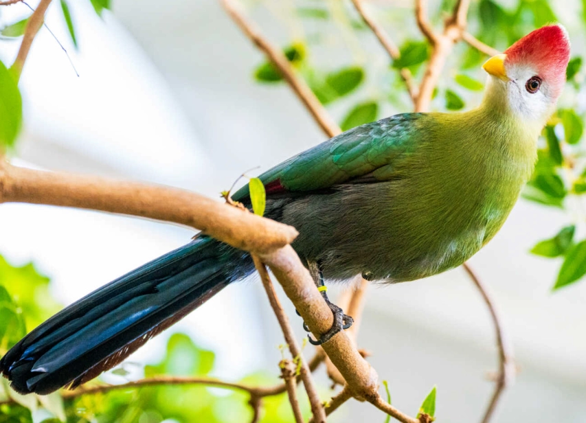 turaco breeding behavior turaco breeding behavior