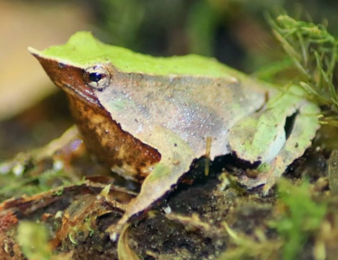 Rhinoderma darwinii vocal sac