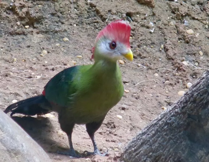 turaco nesting habits turaco nesting habits
