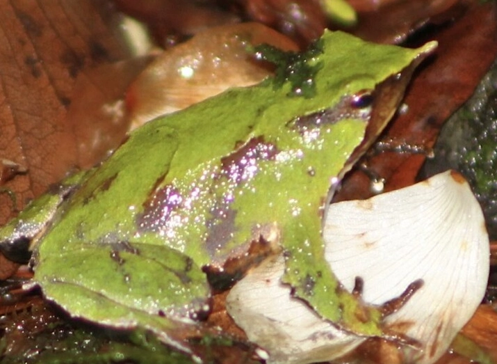 Darwin's frog