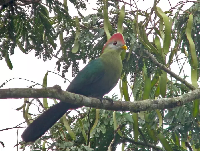 turaco breeding behavior turaco breeding behavior