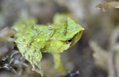 Darwin's frog