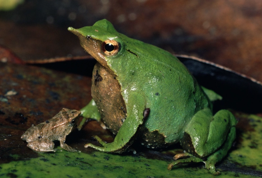 Darwin's frog