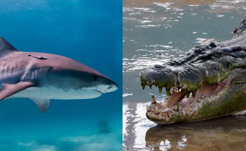 crocodile shark