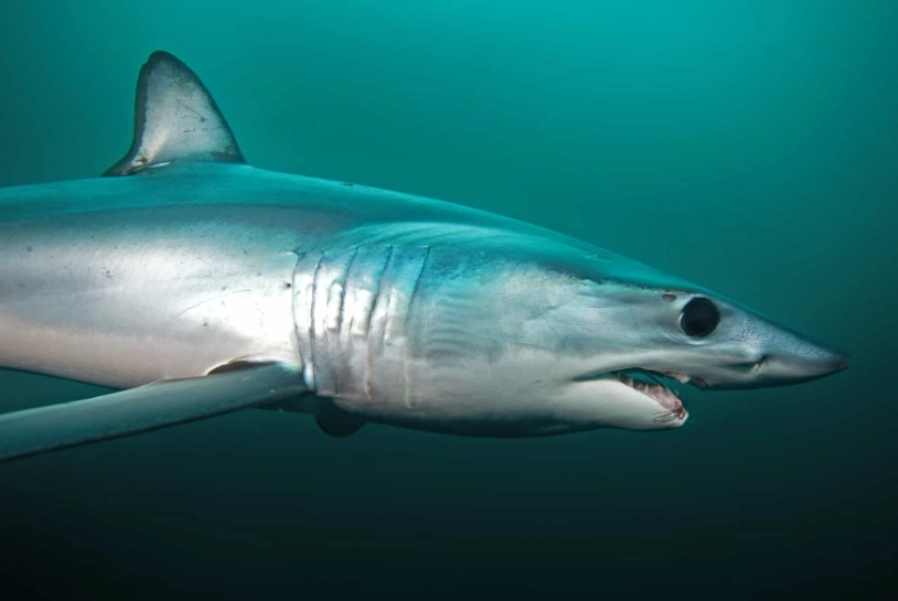 crocodile shark