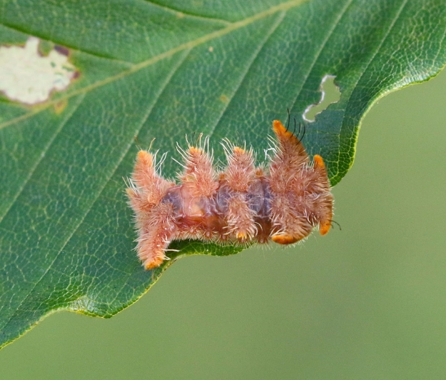 hag moth caterpillar